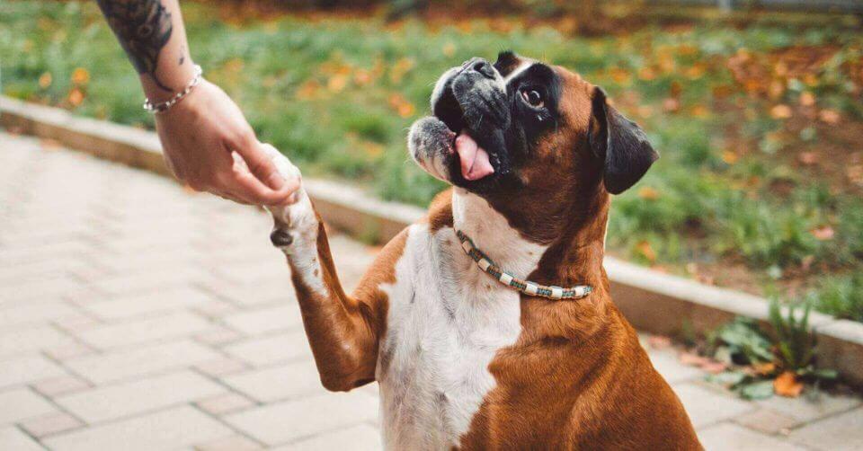 Boxer Dog- Therapy Dog on Petmeetly
