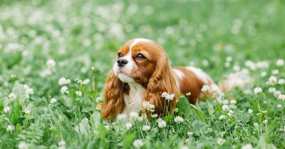 Cavalier King Charles Spaniel Dog- Therapy Dog on Petmeetly