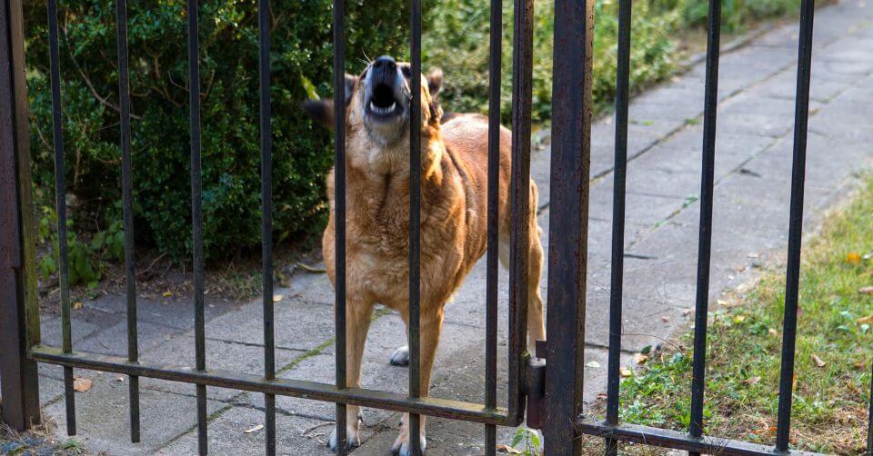 Excessive Barking-petmeetly.com