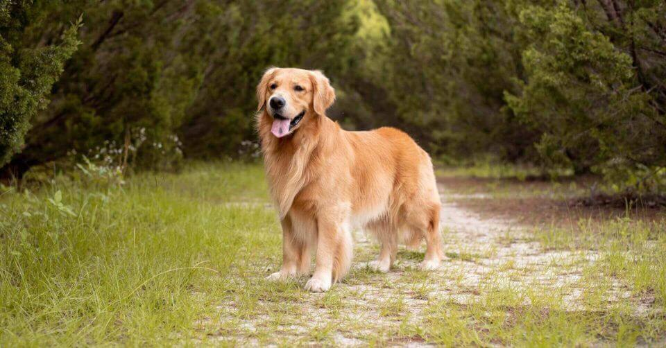 Golden Retriever Dog- Therapy Dog on Petmeetly