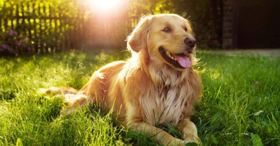 Golden Retriever Dog- Service Dog on Petmeetly.com