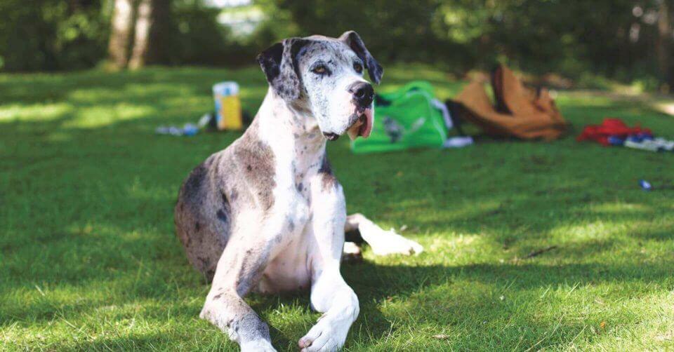 Great Dane Dog- Therapy Dog on Petmeetly