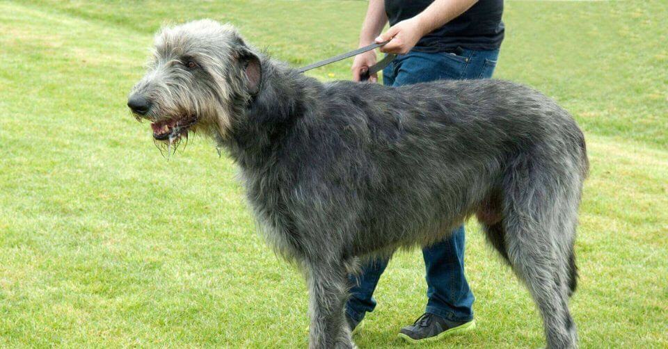 Irish Wolfhound Dog- Therapy Dog on Petmeetly.com