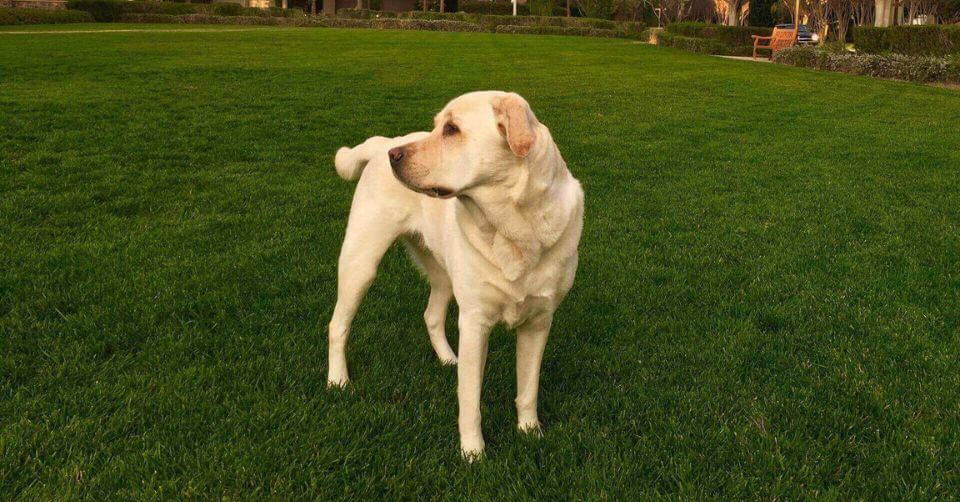 Labrador Retriever Dog- Therapy Dog on Petmeetly
