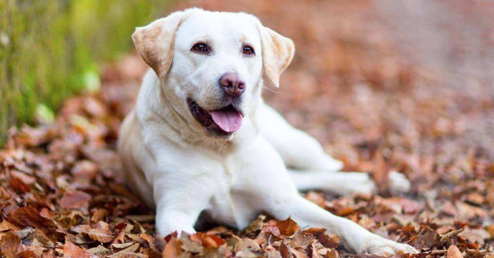 Labrador Retriever Dog- Service Dog on Petmeetly.com