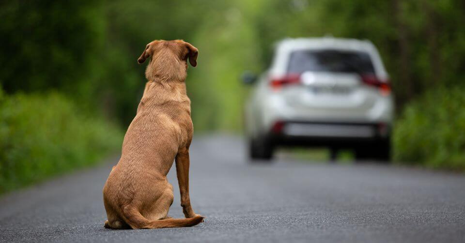 Separation Anxiety-petmeetly.com