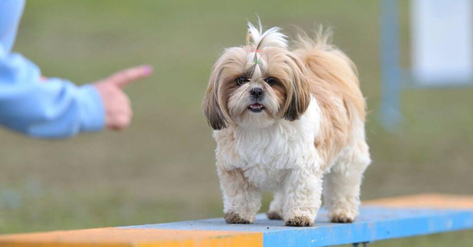 Shih Tzu Dog- Therapy Dog on Petmeetly