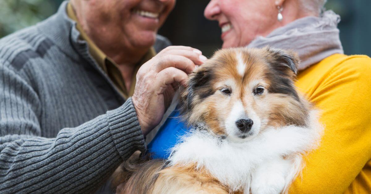 Pawsitive Companions: Unleashing the Top 20 Therapy Dog Breeds