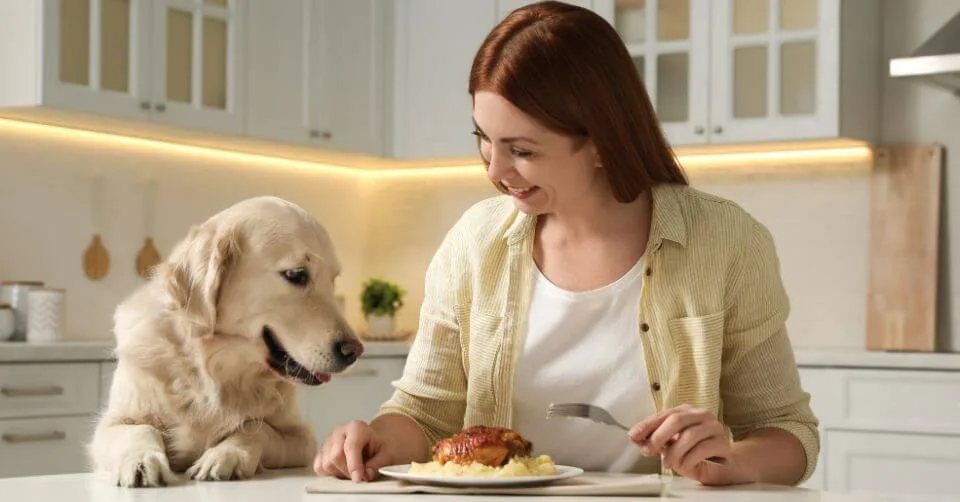 Begging for Food Begging for Food-petmeetly.com