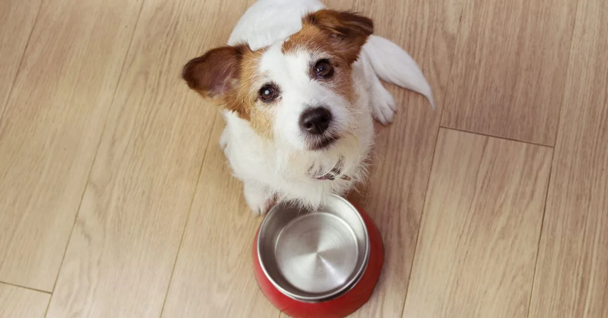 Begging for Food-petmeetly.com