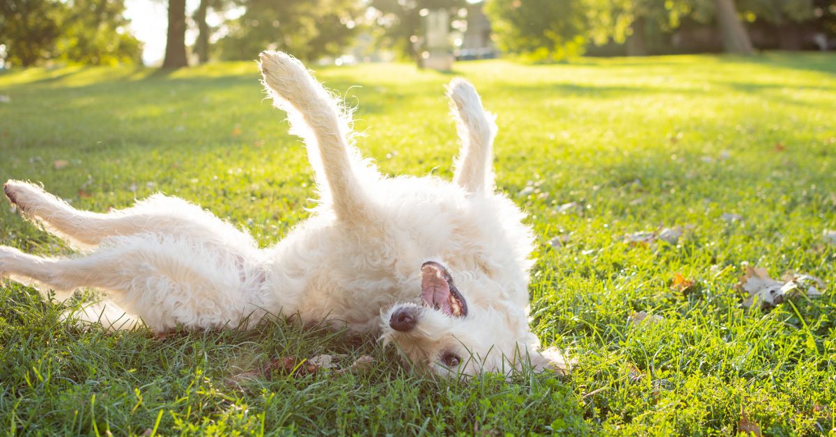 How To Handle Your Hyperactive Dog