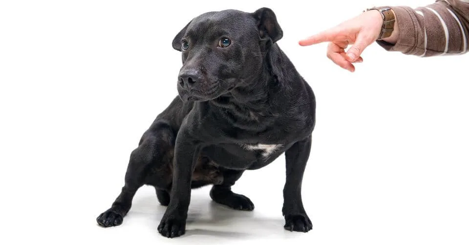 Dog Ignoring Command Dog Ignoring Command-petmeetly.com