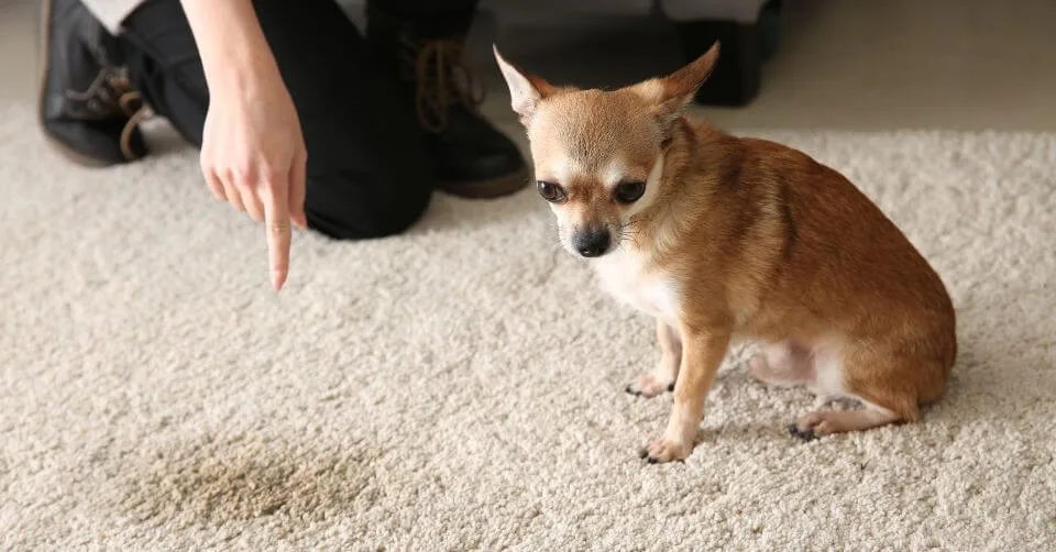 Dog Ignoring Command Dog Ignoring Command-petmeetly.com