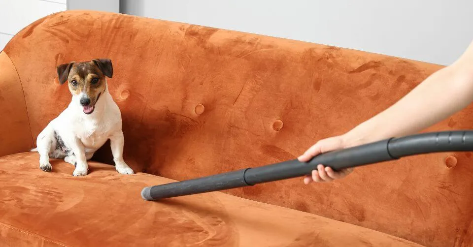 Ignoring Commands Ignoring Commands-petmeetly.com