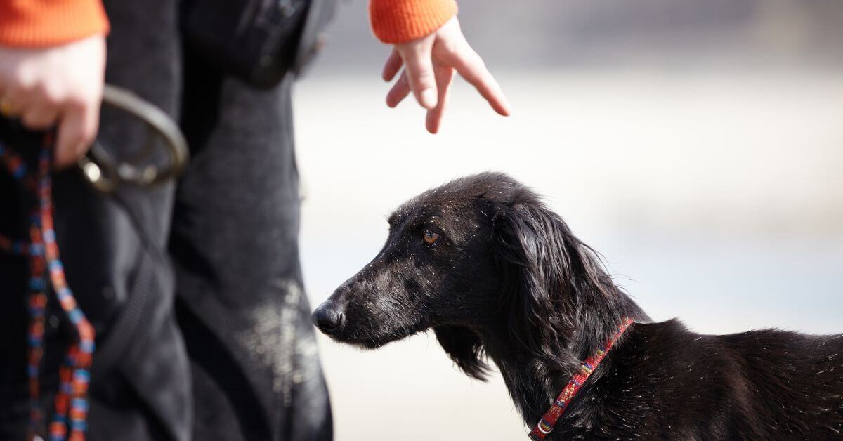 Playing Deaf or Being Clever? Decoding Your Dog’s Ignorance to Calls
