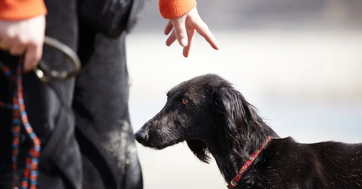 Ignoring Commands-petmeetly.com