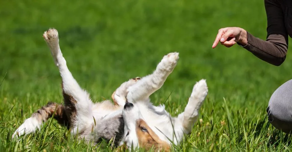 Dog Ignoring Commands Dog Ignoring Command-petmeetly.com