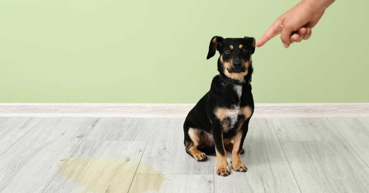 Managing Your House-Trained Dog’s Unexpected Accidents