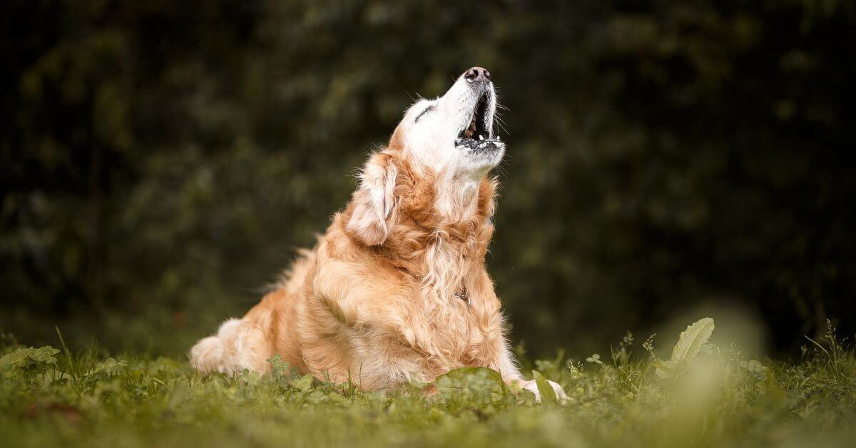 Why Your Dog Might Be Constantly Whining and How to Handle It