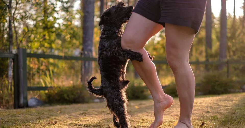 Dog Humping Dog Humping-petmeetly.com