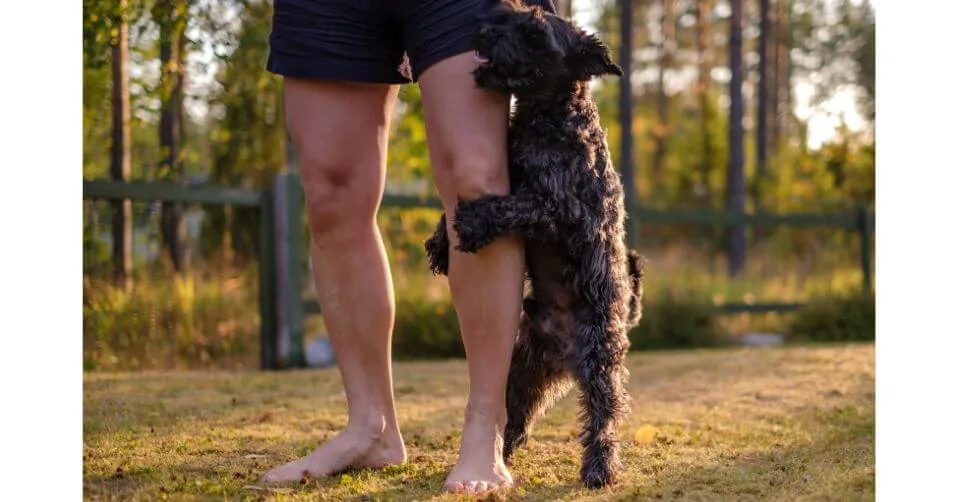 Dog Humping Dog Humping-petmeetly.com