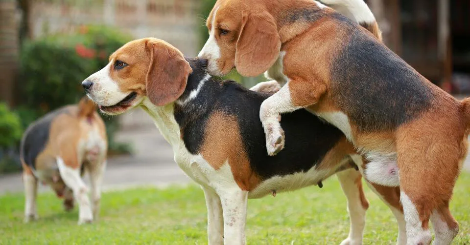 Dog Humping Dog Humping-petmeetly.com