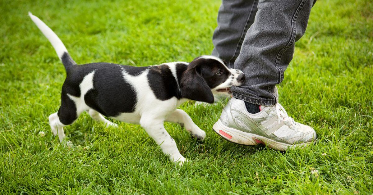 How to Stop Your Dog from Nipping at Your Heels
