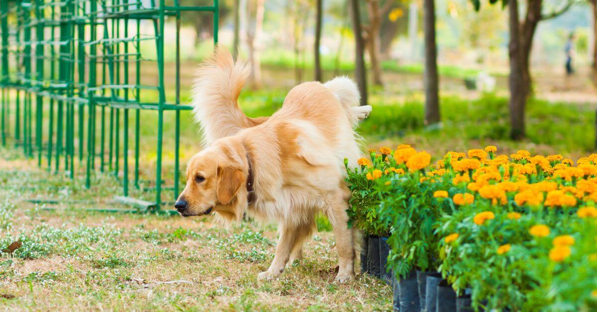 Understanding and Managing Your Dog’s Sniffing and Marking Habits