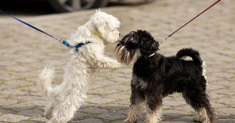 Inappropriate Humping Inappropriate Humping-petmeetly.com