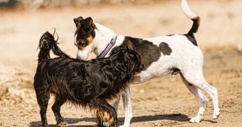 Inappropriate Humping Inappropriate Humping-petmeetly.com