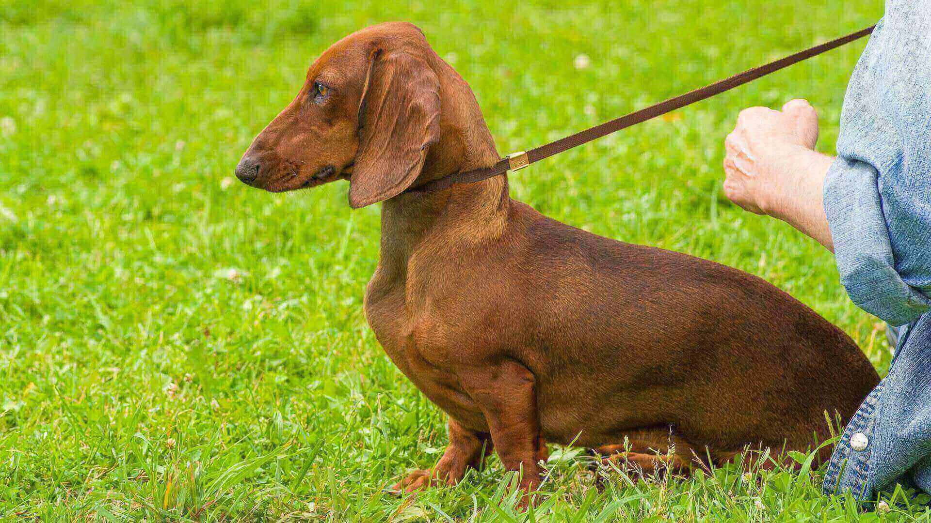 Dachshund Dog- Therapy Dog on Petmeetly.com