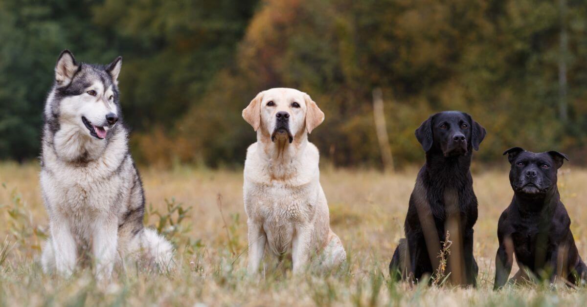 The Basics of Breeding Dogs: A Comprehensive Guide for Beginners
