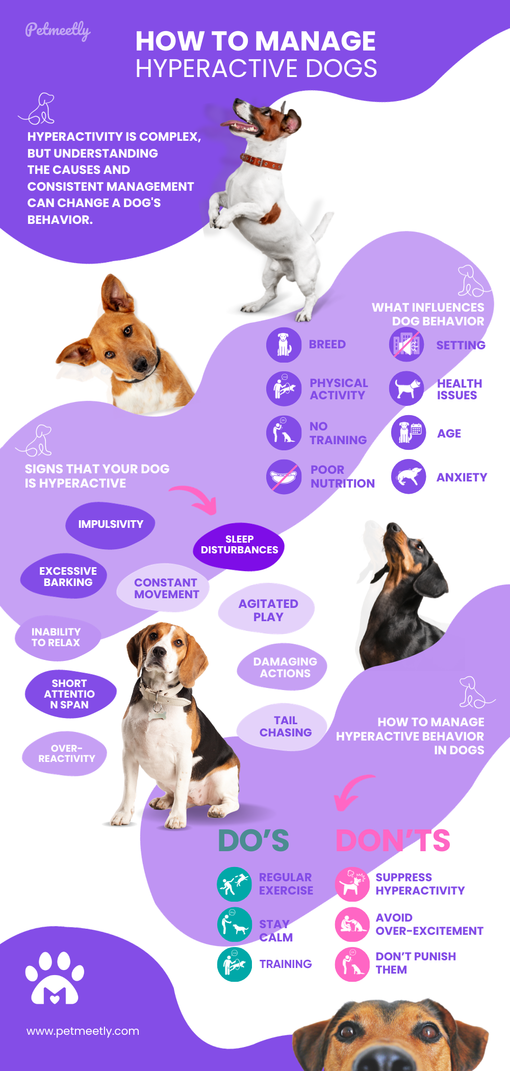 How to manage hyper active dogs - petmeetly