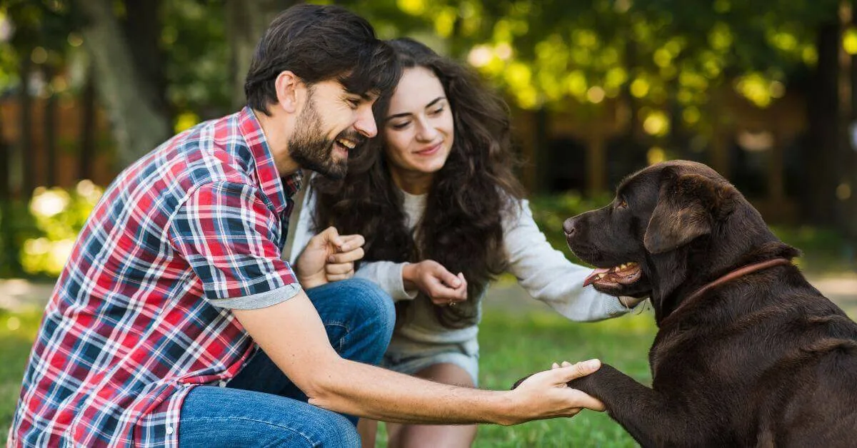 10 Low-Maintenance Dog Breeds for first time owner
