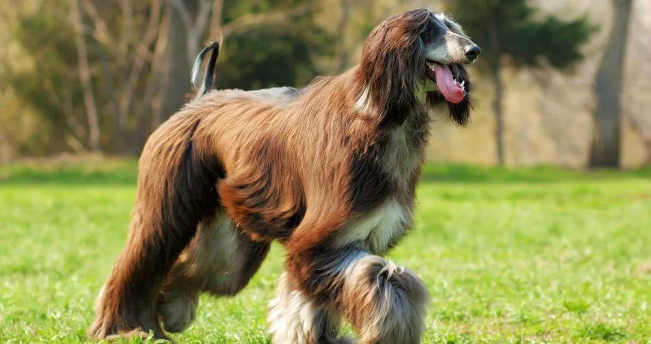 Afghan Hound