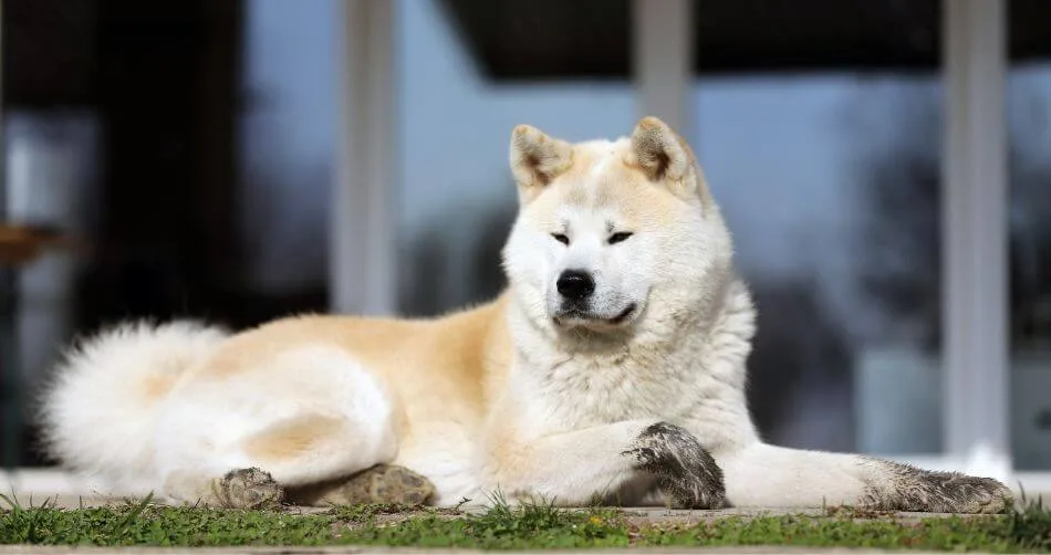 Akita