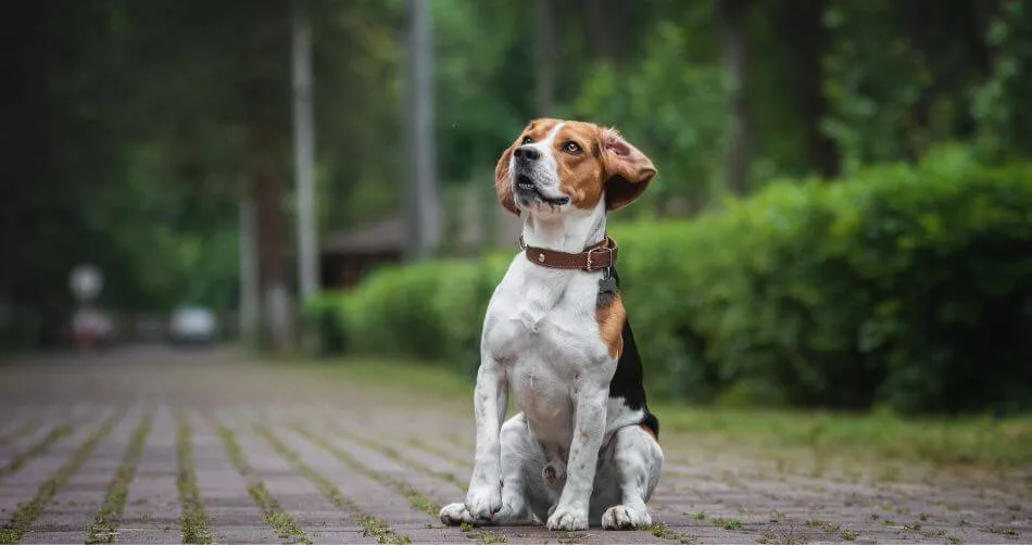 Beagle