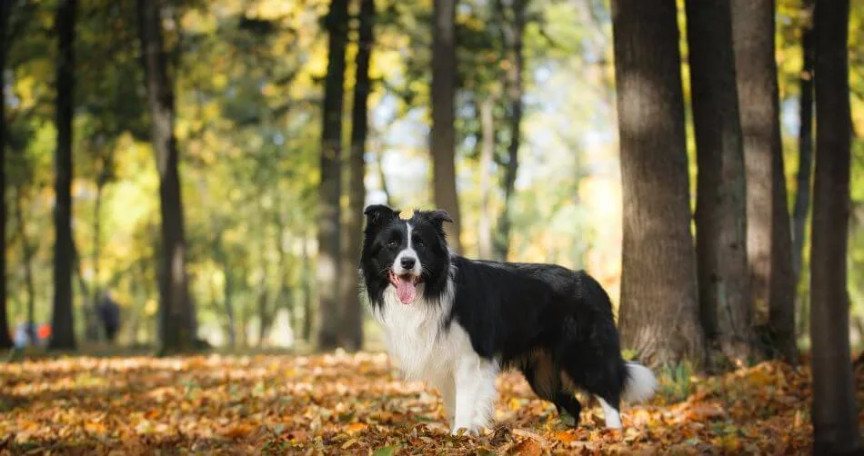 Border Collie Border Collie