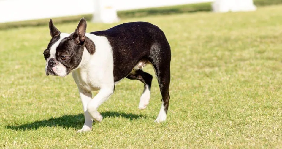 Boston Terrier Boston Terrier
