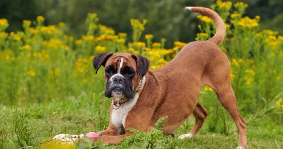 Boxer Boxer