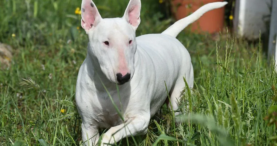 Bull Terrier