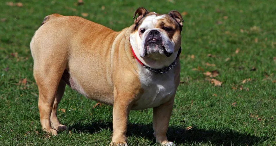 Bulldog Bulldog