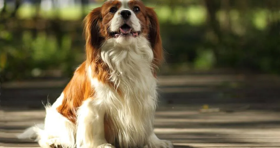 Cavalier King Charles Spaniel