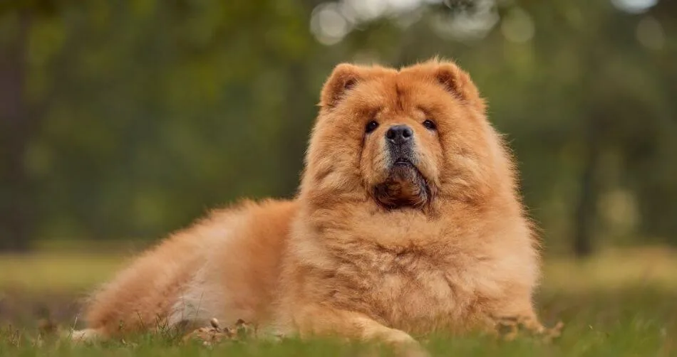 Chow Chow