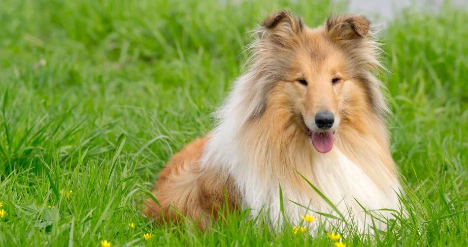 Collie Collie