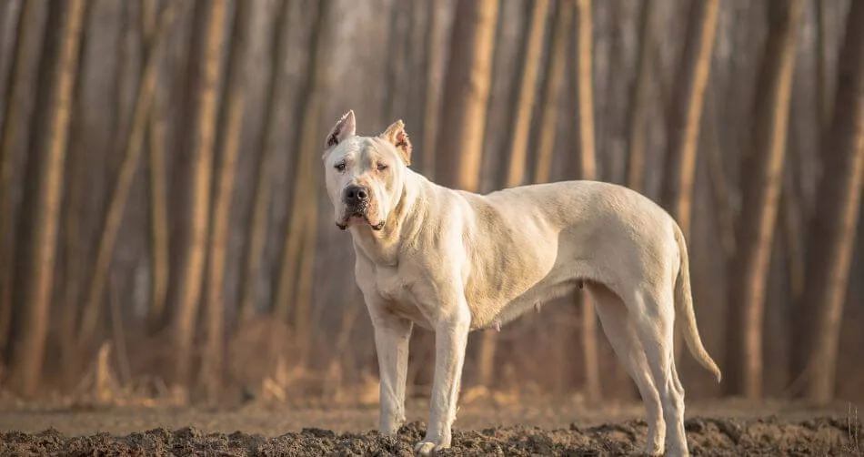 Dogo Argentino
