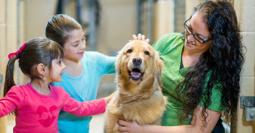 15 Essential Considerations Before Adopting A Dog | Petmeetly