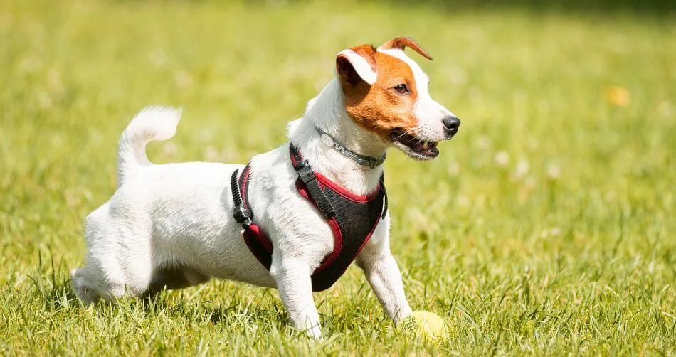 Jack Russell Terrier Jack Russell Terrier