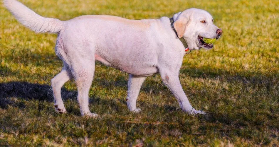 Labrador Retriever Labrador Retriever.