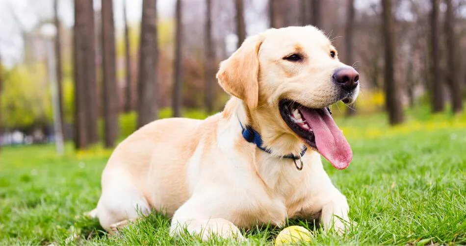 Labradors